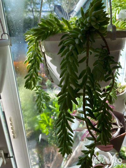 Очиток буррито