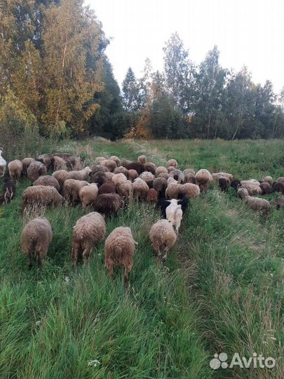 Продается бараны