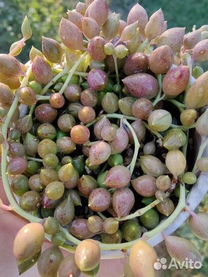 Суккуленты