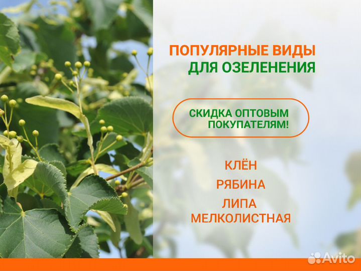 Лиственные деревья от производителя