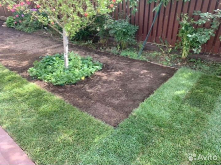 Рулонный газон 