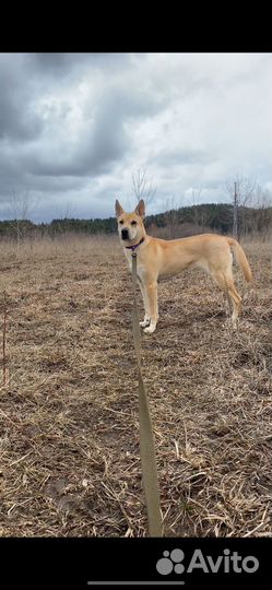 Собака шарпей метис девочка