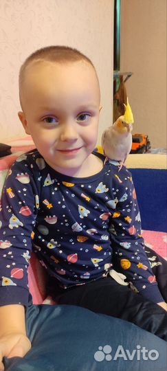 Попугай выкормыш карелла птенец