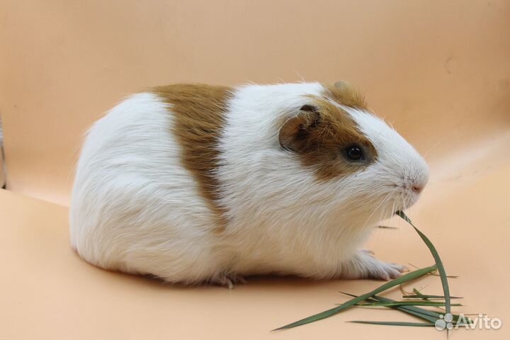 Морские свинки мальчики