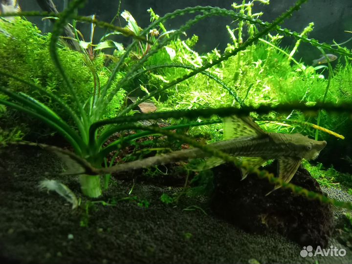 Стурисома Панамская