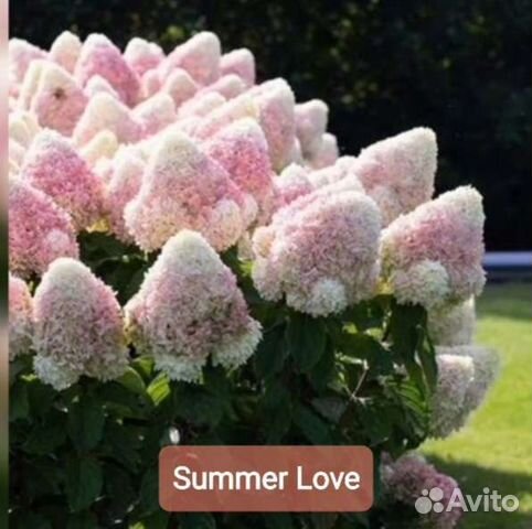 Гортензия метельчатая