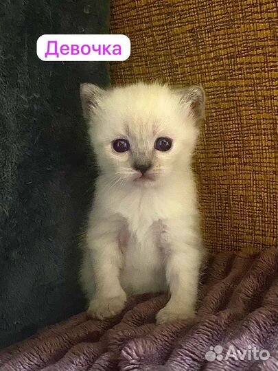 Кошки и котята