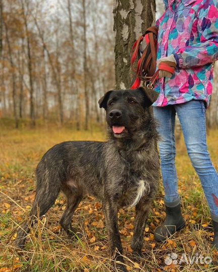 Собака всё ещё надеется на чудо