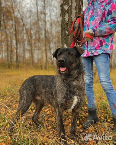 Собака всё ещё надеется на чудо