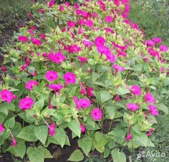 Семена цветов: Мирабилис(ночная красавица),Лунария