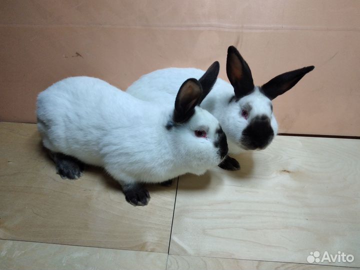 Кролики#Калифорнийская порода#Кролики на мясо#