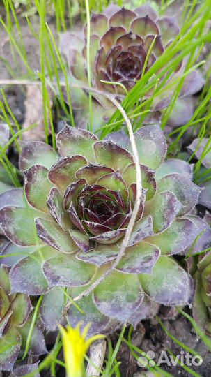 Молодило каменная роза