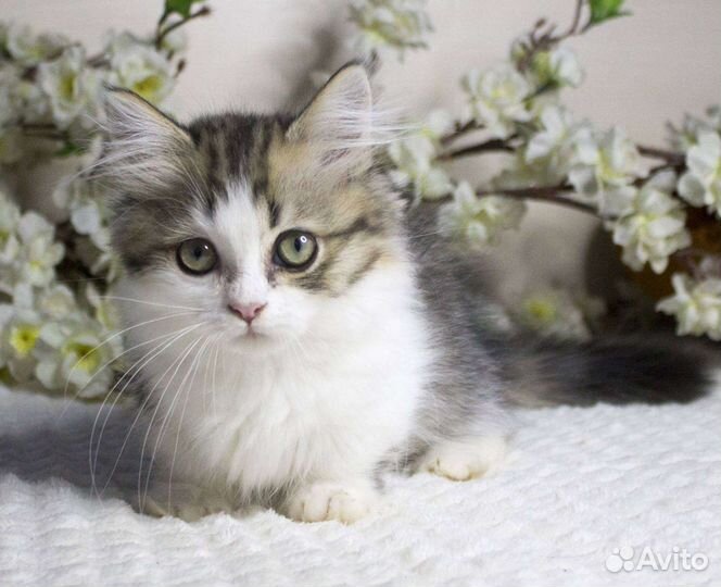 Котята манчкин