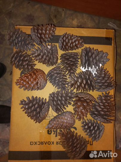 Огромные шишки для декора и поделок