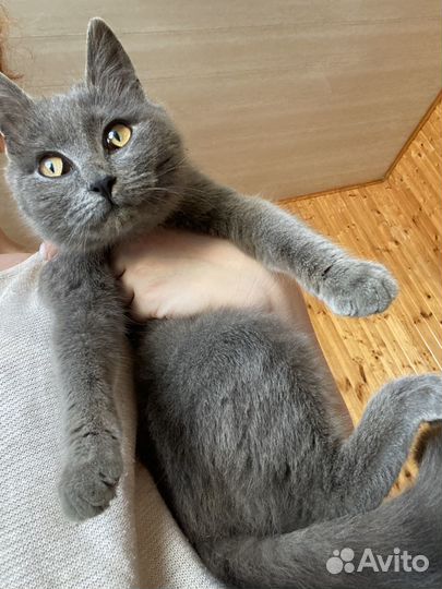 Отдается кошечка