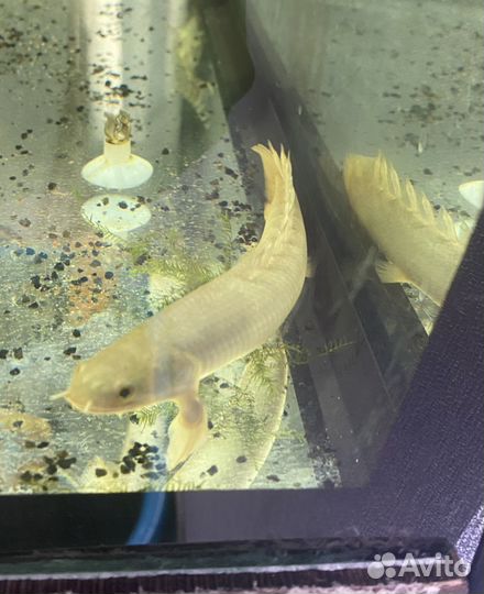 Полиптерус сенегальский