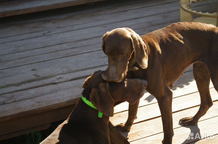 Передержка собак для участников сво