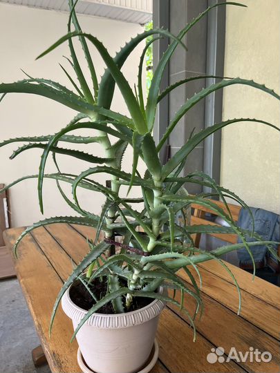 Алоэ столетник, 10 лет