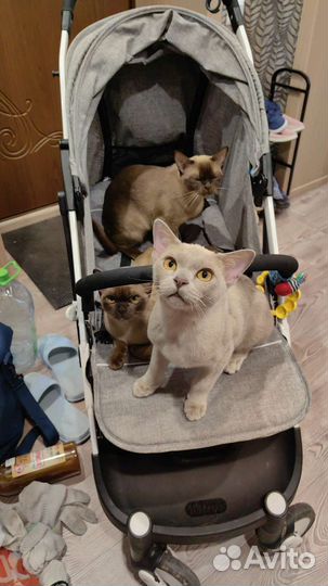 Вязка бурманский кот