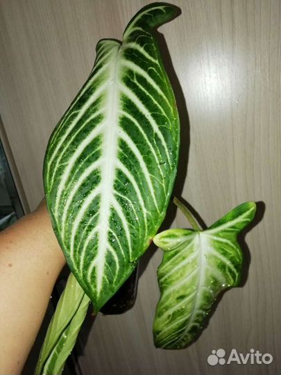 Алоказия (ксантозома линдена)