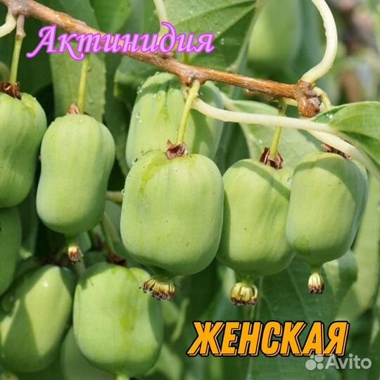 Саженцы актинидии и кизила