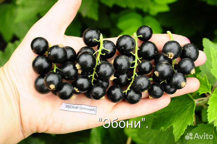 Саженцы черной смородины