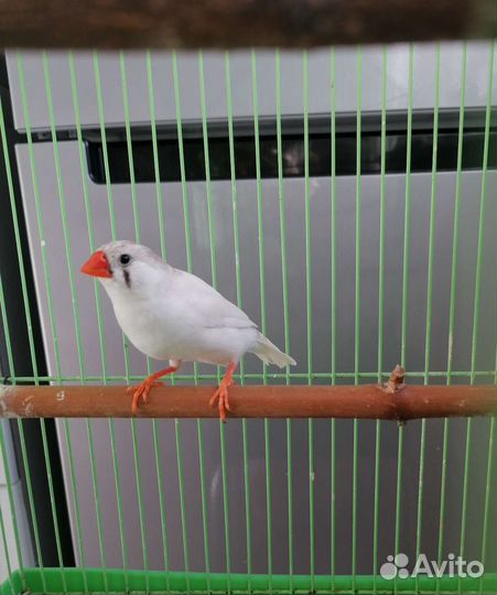 Зебровые амадины