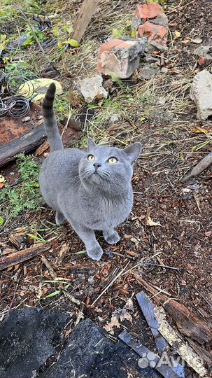 Британский котик