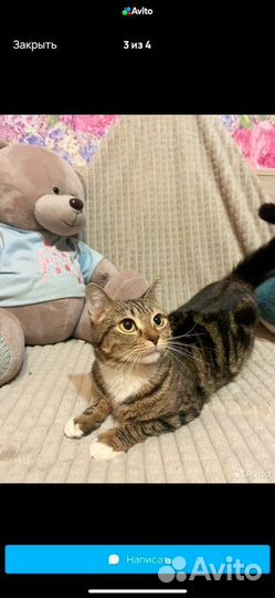 Кошечка приносящая удачу