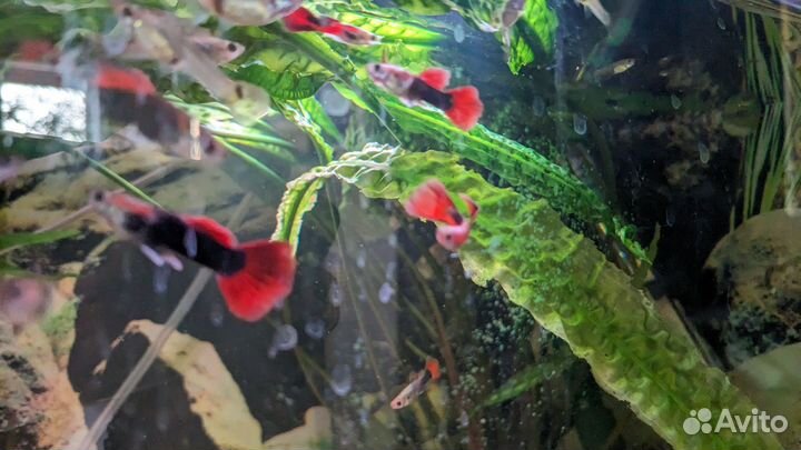 Рыбки гуппи