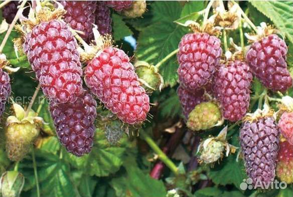 Ежемалина глен файн