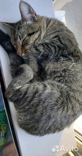 Отдам котика