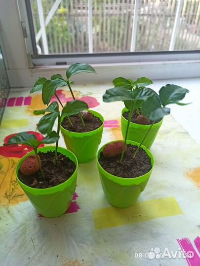 Мандариновые малыши росточки