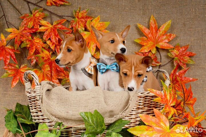 Щенки басенджи