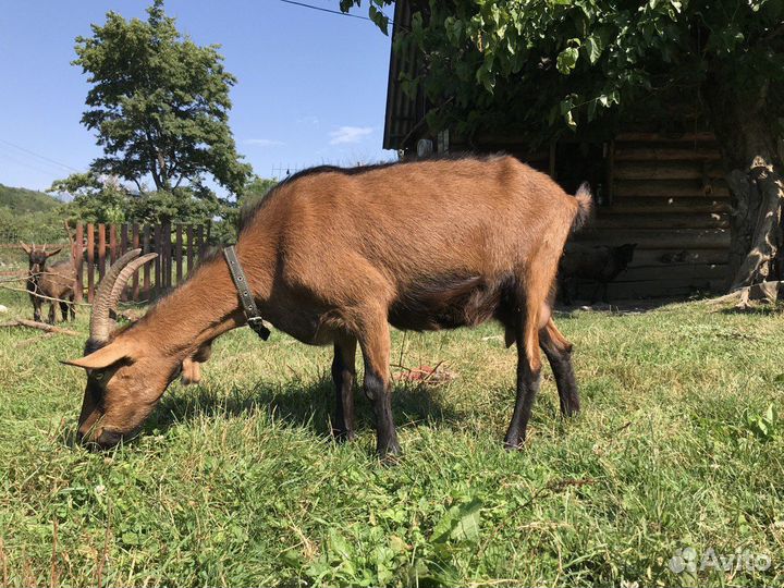 Козел Чешский