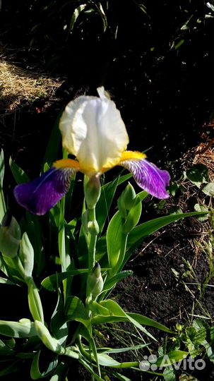 Ирисы