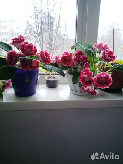 Продажа глоксиний