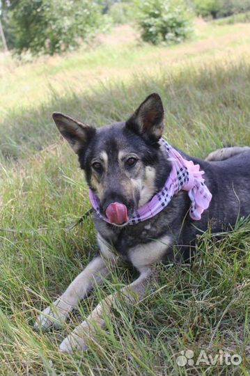 Собака в добрые руки, Ариэль