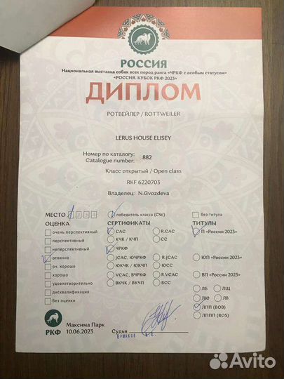 Щенки ротвейлера