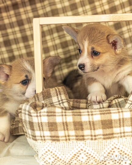 Вельш-корги