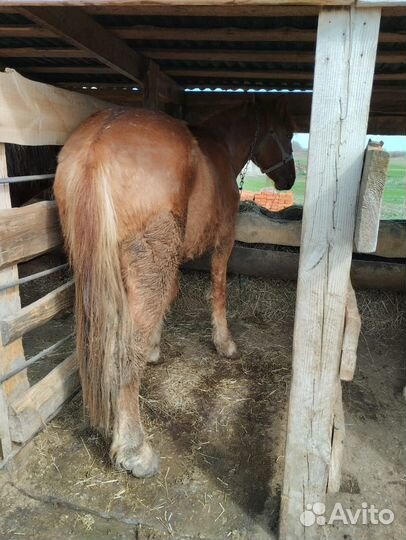 Лошади советский тяжеловоз