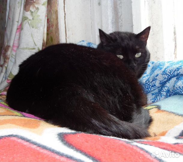 Кошечка Крис