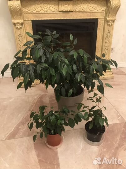 Фикус бенджамина