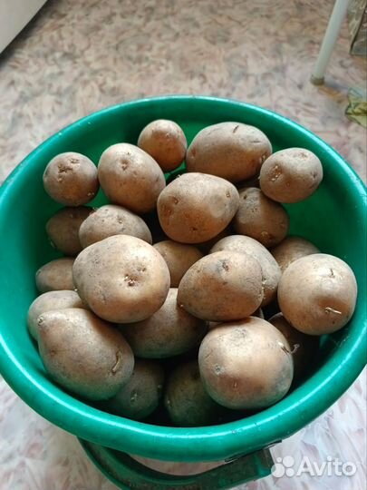 Продам картофель домашний