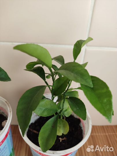 Комнатные растения мандарин из косточки