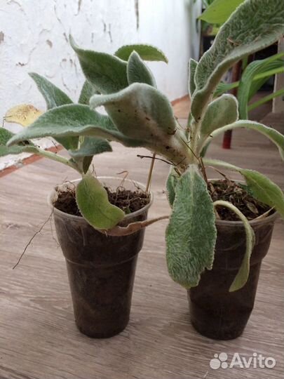 Чистец «овечьи ушки» делянки