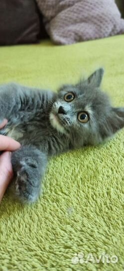 Котенок девочка в добрые руки