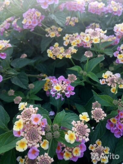 Лантана камара Цветущие кусты