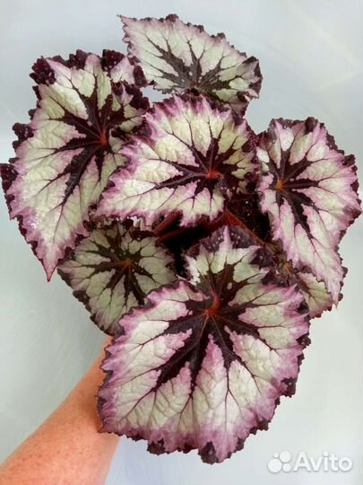 Взрослые сортовые королевские бегонии