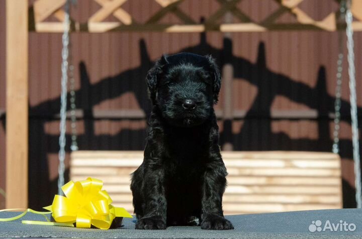 Щенки Русского черного терьера